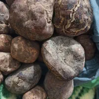 فروش دنبلان