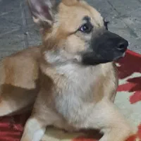 سگ ژرمن