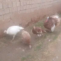 بوقلمون نر ماده