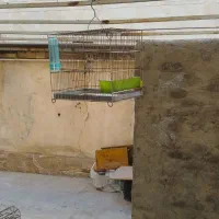 سهره جوجه بهاره|پرنده|مهاجران, |دیوار