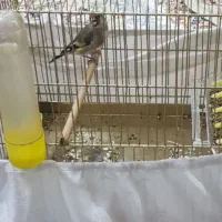 سره کرمونی|پرنده|محمدشهر, محمدشهر|دیوار