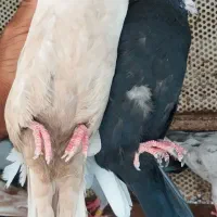 کفترسینه پلاکی سرورکله ابادانی قیمت مناسب