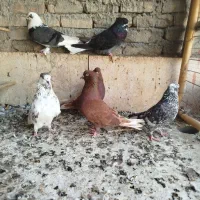 کبوتر سروکله دار