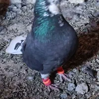 دم سفید اصفهانی