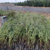 نهال اکلاپتوس تنه قرمز زود رس