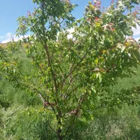 جویای کار در سم‌فروشی