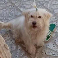 سگ پشمالو
