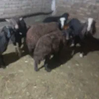 بره نر|حیوانات مزرعه|تهران, بهارستان|دیوار