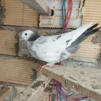 ماده تهرانی