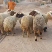 گوسفند