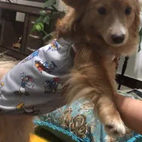 فروش سگ|سگ|فردیس, شهرک راه آهن|دیوار