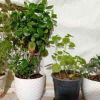 گل فروشی|گل و گیاه طبیعی|مشهد, خواجه ربیع|دیوار