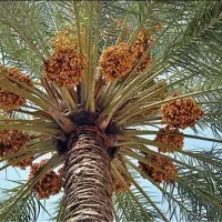 فروش خرما زاهدی (قصب)