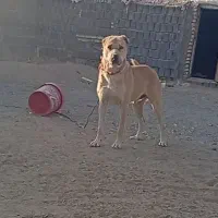 فروشی|سگ|فردوس (خراسان), |دیوار