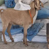 بزغاله ماده آلپاین