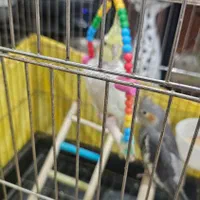 عروس هلندی نر