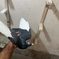 نر پلنگ کلاهی|پرنده|کرمان, |دیوار