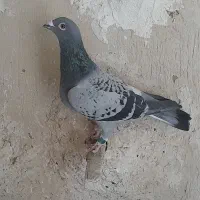 ماده مگس پلاک عراقی