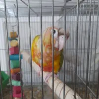 ماده گرینچیک|پرنده|آبادان, |دیوار