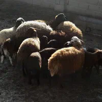 ۶ راس نر بره|حیوانات مزرعه|خان ببین, |دیوار