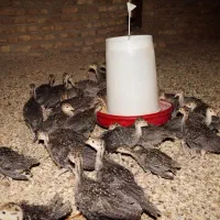 جوجه بوقلمون۴۰ روزه|حیوانات مزرعه|همدان, |دیوار