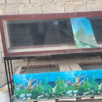 آکواریوم دوعدد