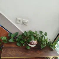 گل و گیاه خانگی