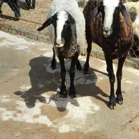 میش افشار شال