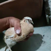 بلدرچین نر جوان