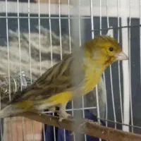 قناری نر مست