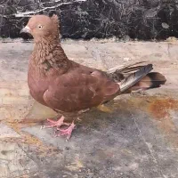 کله آبادانی گلالی|پرنده|بندر دیر, |دیوار