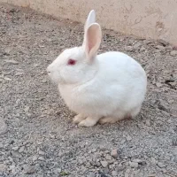 خرگوش خانگی