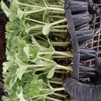 گلخانه تولید نشا مروارید سیدان