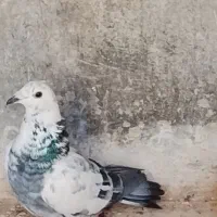 پلاکی بهبهانی شهری کفتر کبوتر معاوضه