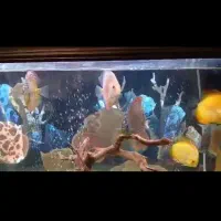 ماهی دیسکس گرید بالا