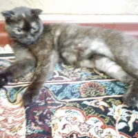 گربه اسکاتیش ماده تورتیایی|گربه|تهران, یاخجی آباد|دیوار