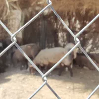 بره زنده. گوشت. گوسفند