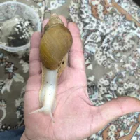 حلزون