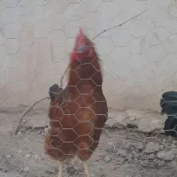 خروس قرمز