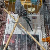فروش مرغ عشق|پرنده|سمنان, |دیوار