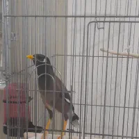 یک عدد مرغ مینا سالم از جوجگی خودم بزرگش کردم