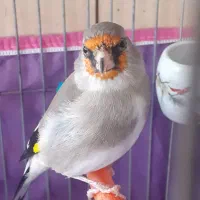 قناری و سقا|پرنده|کرمان, |دیوار