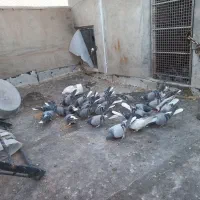 تعدادی کبوتر دمگیر