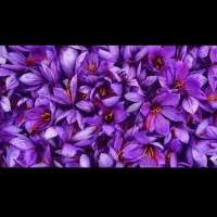 گل تازه کیلویی ۱۲۰۰