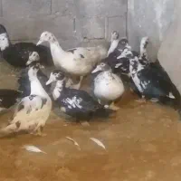 حدود ۳۰ عدد اردک اسرائیلی نروماده نژاد سنگین وزن
