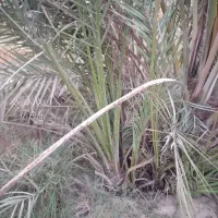 دیمیت کبکاب