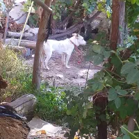 پاکوتاه|سگ|مرند, |دیوار