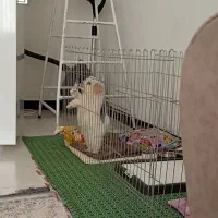 واگذاری سگ پودل همراه باشناسنامه|سگ|پرند, فاز ۶|دیوار