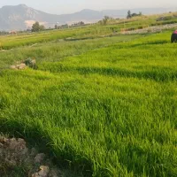 بذر شالی