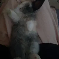 خرگوش لوپ|موش و خرگوش|زابل, |دیوار